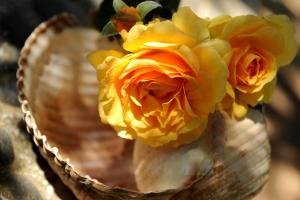 Delfinia Hotel & Bungalows Lesvos Greece