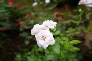 Appartamento Chia B img4