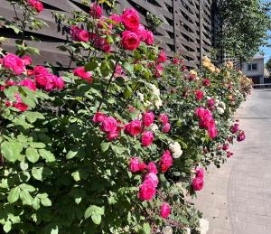 Квартира з терасою та коконом з видом на світанок