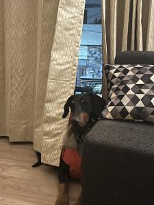 Roxys Cozy 1BHK Dalanwala Pet Friendly