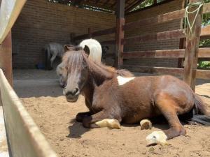 Refúgio Perfeito em Meio à Natureza