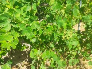 Ampelia home - Vacation home by the sea