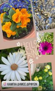 Chalet Dirfys - Escape in the heart of Evia