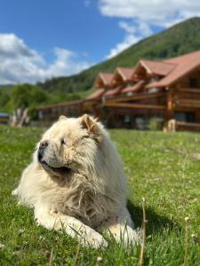 Chalet in Muntii Vrancei
