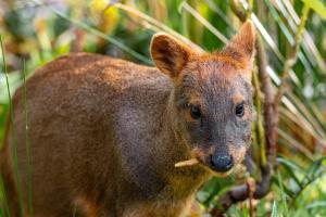Domos Parque Tantauco Lago Chaiguata