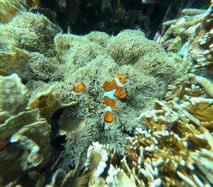 Captain Coconut Snorkeling Lembongan