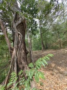 Parque Indigo Nature Lodge