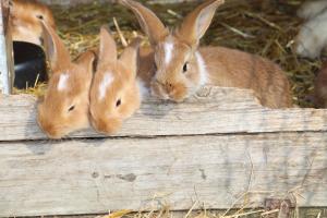 La Ferme Du Pré Charmant