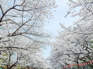 Four Points Flex by Sheraton Tokyo Ueno