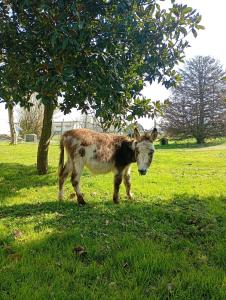 Agriturismo Carne Sicura