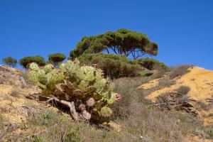Apartment Belharucas