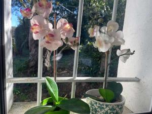 Authenticité Sérénité au Cœur des Vignes maison T3 à Ramatuelle