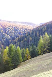 Maiensäss Stafel 45