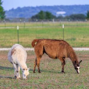 Primrose Waterfront with Hot Tub