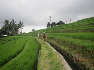 Suweden homestay jatiluwih