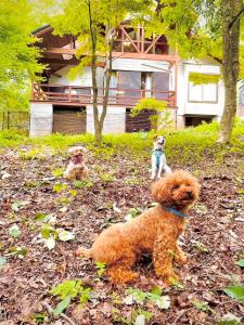 Yatsugatake Villa FOREST&DOG - Vacation STAY 53545v
