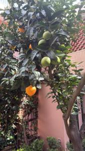 Home Garden, appartamento con giardino privato