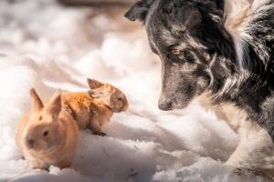 Ferme du Grand Bisse - Gîte agritouristique