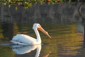 Apartartamento Centrico 27 Chapala