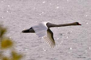 Maison proche du lac avec Jacuzzi et Sauna