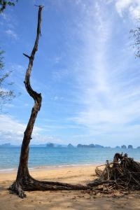 The Woods Beachfront Tent