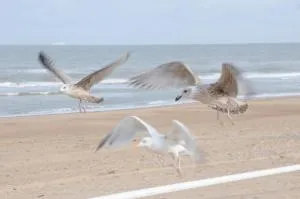 De Haan - Apartment Silverbeach - De Haan