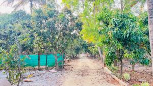 The Banyan Trails