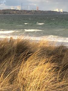 Ostseekrabbe Scharbeutz