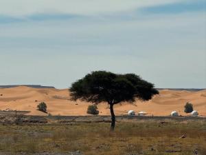 Moonlight Sahara Tents