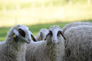 Individual room surrounded by nature