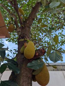 Orchard Living - Hostel in Hoi An