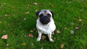 Napsugár Vendégházikó