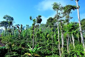 Coffee Crown Homestay - 1km to Falls, Home Food, Estate, Pvt Rooms, Villa,