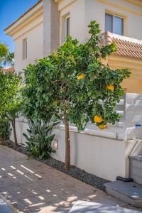 Palm Villa Eva