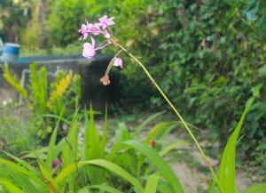 Tisha Homestay Mirissa