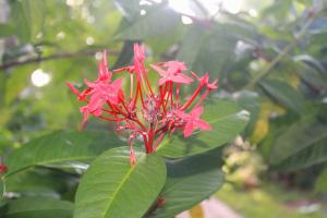 Tisha Homestay Mirissa