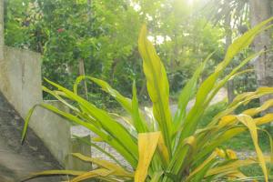 Tisha Homestay Mirissa