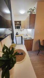 Downtown Boho Botanico