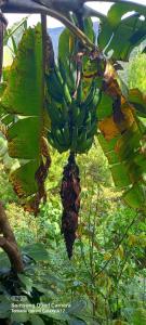 Lucmabamba Cabaña de los Duendes