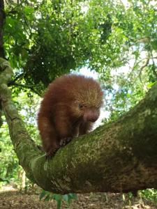 Camping Los Búfalos