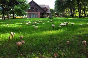 Osada Grzybowski Młyn