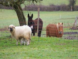 Chambre familiale proche du PAL -Cardamome-