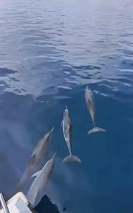 The Pade Dive Resort