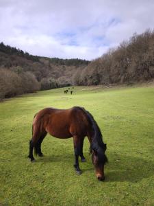 Casa Grande de Covas-Apartamentos Boutique Turísticos- Ribeira Sacra