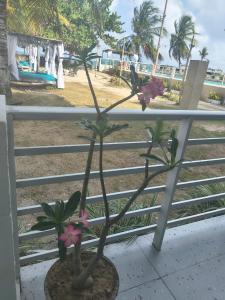 ESPECTACULAR APARTAMENTO FRENTE AL MAR Confort Gastronomía y Conectividad en Coveñas