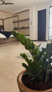 Casa Oliva en el centro de Mérida