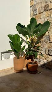 Casa Oliva en el centro de Mérida