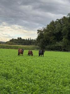 Cottage delle Scuderie