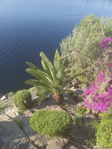 RosePlace Valsequillo
