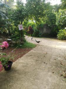 Nelum Nest 2 Room Apartment